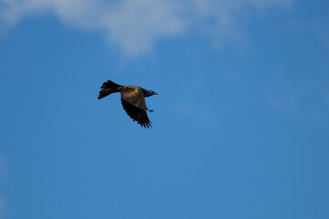 Grackle in Flight