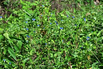 Asiatic dayflower ( Commelina communis ) flowers.
Commelinaceae annual weed native to East Asia.
Bright blue flowers bloom from June to September. It blooms in the morning and withers in the afternoon
