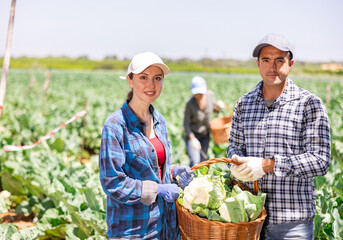 Obraz premium Portrait of positive man and woman plantation workers holding wicker basket full of cauliflowers.