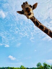 Giraffe on sky