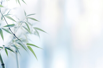 An ethereal scene of a bamboo gentle light background with a tranquil and calming atmosphere. Soft white bamboo stalks are gently lit by a diffused light from the window, creating a serene