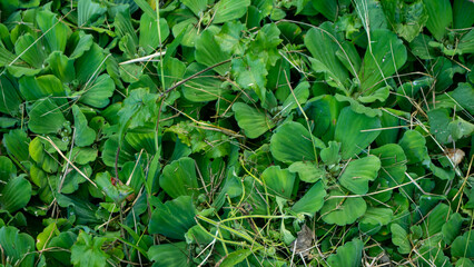 pistia stratiotes ornamental water plants are green and beautiful