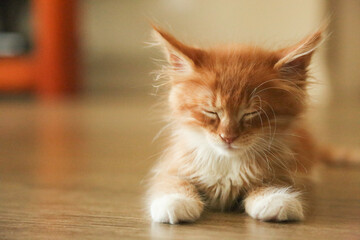 Obraz premium Cats