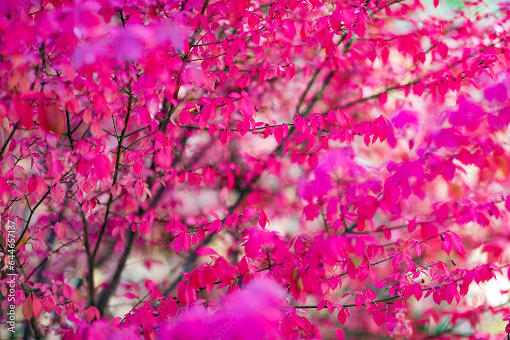 Canvas Prints Multicolored autumn leaves on the tree