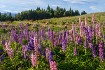 Lupins in a field with a forest of trees in the background