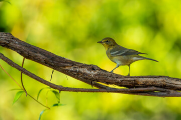 Pinewarbler