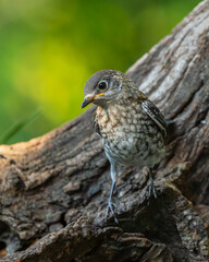 Young Bluebird