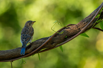 bird on a branch