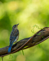 Bluebird