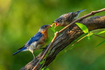 Adult Bluebird feeding young