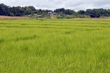 landscape of rice field in the countryside