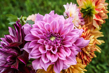 Fototapeta premium Close up of a variety of dahlia flowers. Large pink, penhill watermelon variety is at the center.