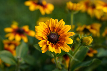 Yellow and orange rudbeckia flowers in an outdoor garden space.