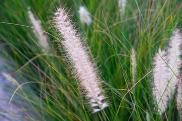 Green grass background texture on the park.