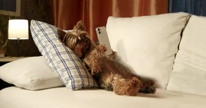 Cute yorkshire terrier dog funny holding smartphone in paw. Lying on pillow belly up, using artificial intelligence on smartphone. Smart pet using smartphone ai chat. Funny dog smartphone concept