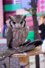 white-faced owl It is a popular pet of the Japanese. It is small in size. The wings and back are gray with a white face.