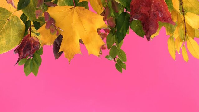 Fall concept on pink background