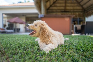 beautiful golden doodle puppy looking away from camera with happy face and mouth wide open
