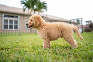 golden doodle puppy dog looking directly to the left of the camera outside in the grass