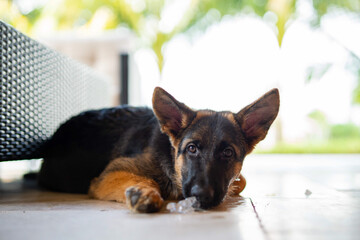 german shepherd staring at camera after taking a break and licking an ice cube