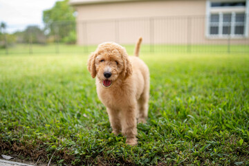 beautiful golden doodle puppy on top of a green lawn outside of a house