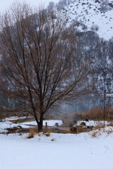 turkeys gathering around a snowy hot spring