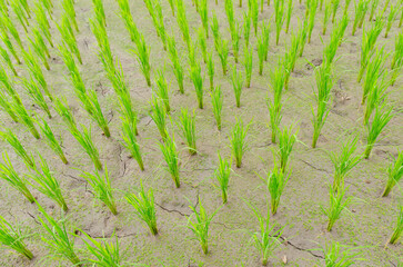 young rice in the field, Rice seedlings are growing in the rice fields in Thailand.