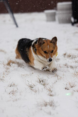 corgi chasing a laser pen in the snow