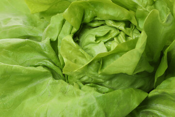 Fresh green butter lettuce as background, closeup