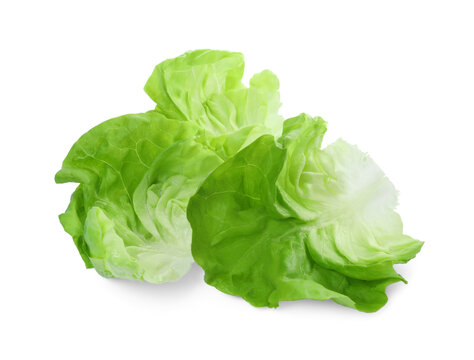 Fresh leaves of green butter lettuce isolated on white