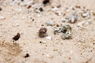 hermit crab moving across the sand fiji