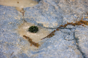 lichen on a stone fiji