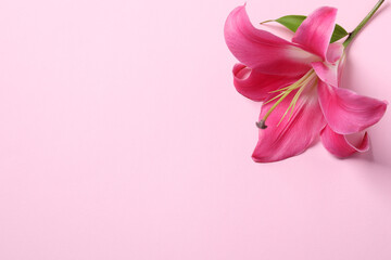 Beautiful pink lily flower on color background, top view. Space for text