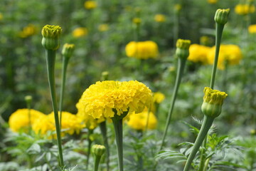 The most beautiful pictures of marigolds, marigold flower photo, 