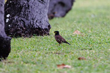 indian myna standing on the grass by trees