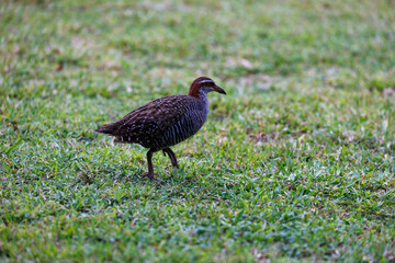 buff banded rail striding across the grass