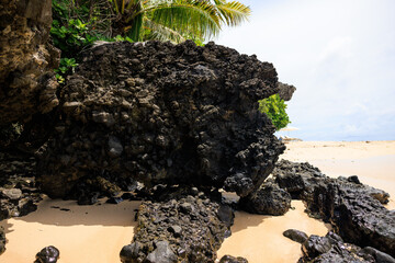 beach rocks under a palm tree fiji