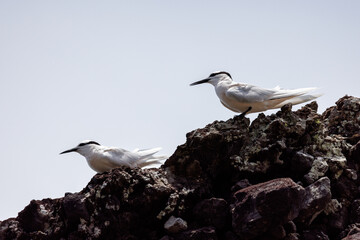 close up of black naped terns on a black rock
