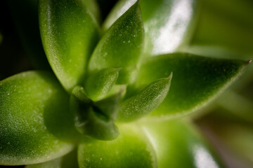 Close up of a plant