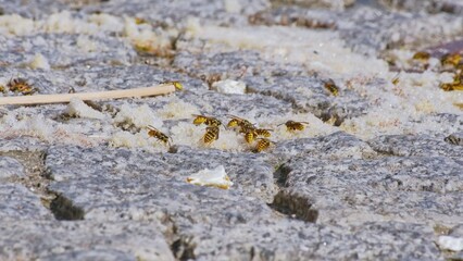Swarm of Aggressive Wild Wasp Insects Eating Melted Candy Floss Leftover
