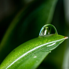 Water drop on a plant