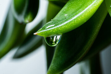 Dew drop on a plant