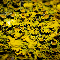 Fungal growth on a tree