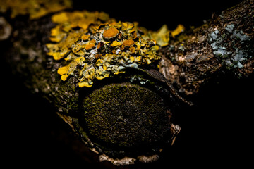 Fungal growth on a tree