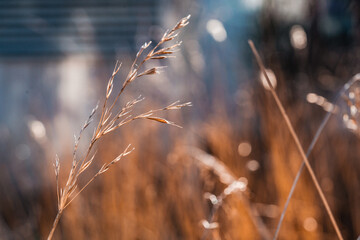 Fototapeta premium Wheat field
