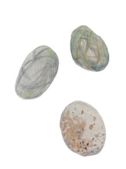 set of hand drawn watercolor illustrations with colorful sea stones