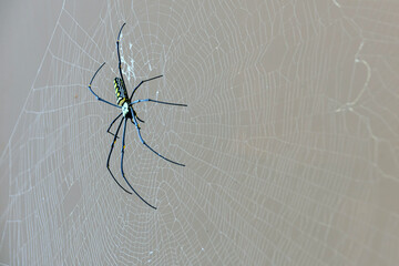 Giant Golden Orb Weaver Big spider sits on a web