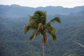 Fototapeta na wymiar Big coconut palm tree against mountains and clouds