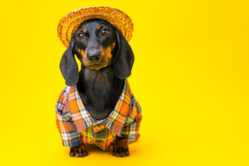 Cute dog dachshund in straw hat, plaid shirt in image of charming farmer, village worker, beekeeper Eco tourist resting in countryside, agritourism Harvest ecological natural rustic fruit, vegetable