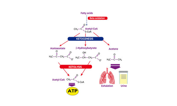 Ketone bodies metabolism [overview]